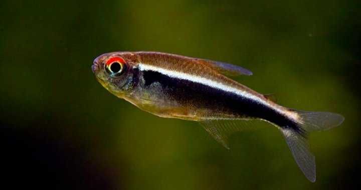 MISIEKZOO kąsaczowate - neon czarny