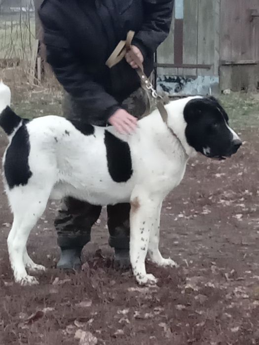 Кобель алабай вязка