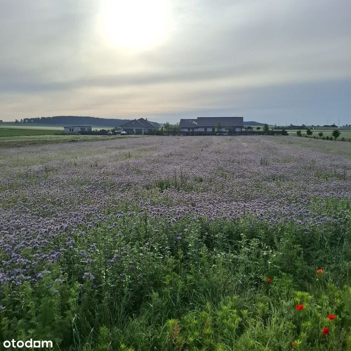Atrakcyjna działka na sprzedaż! 1904m2!- Morzewo koło Piły