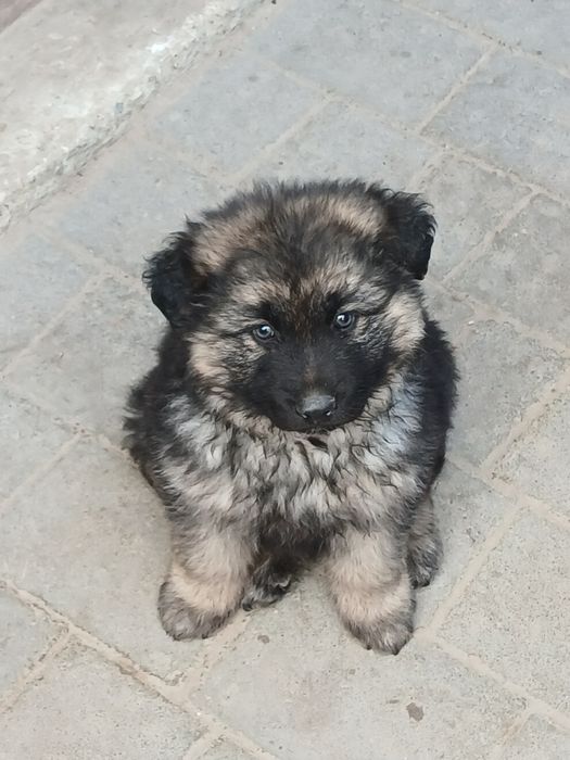 Цуценята німецької вівчарки