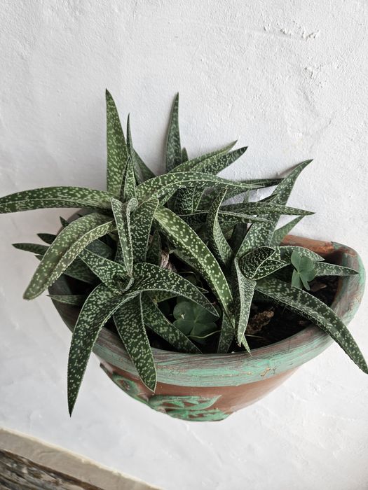 Diversas plantas