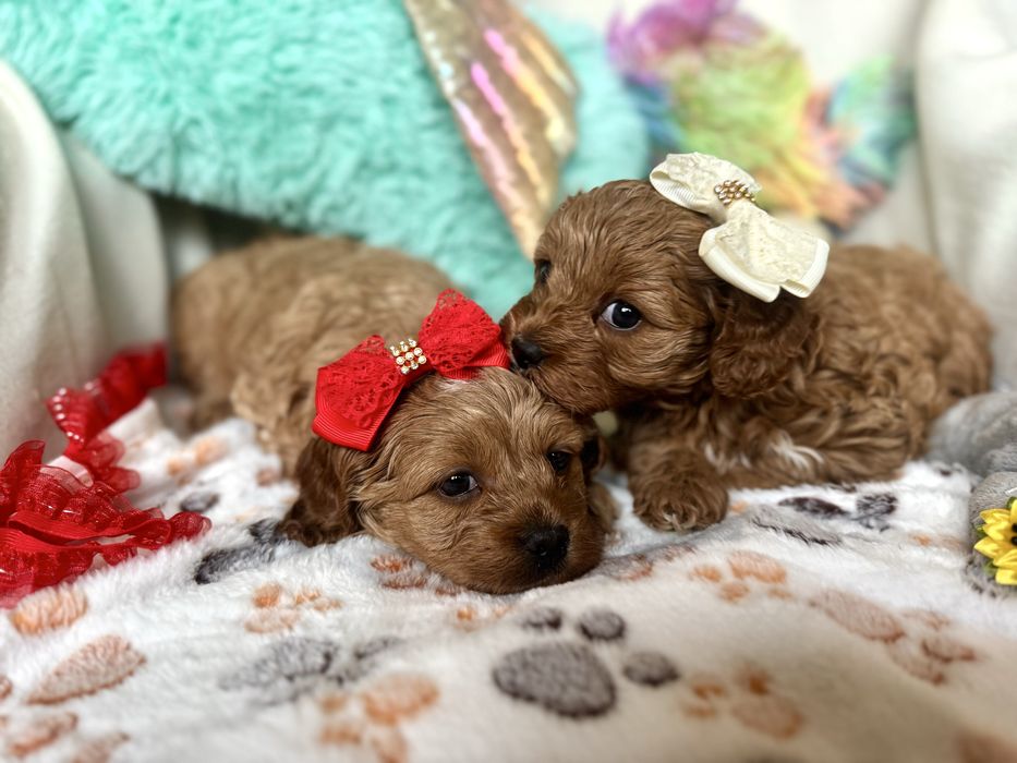 Cavapoo szczebiak nie cavalier nie pudel