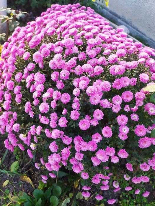 Хризантема. Мультифлора. Горщикова. Різні сорти.