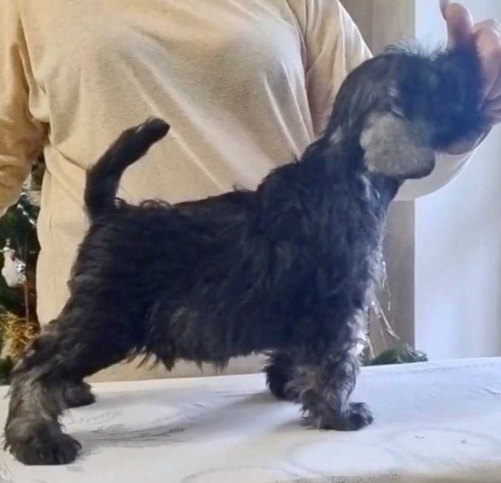 Чарівне цуценя цвергшнауцера