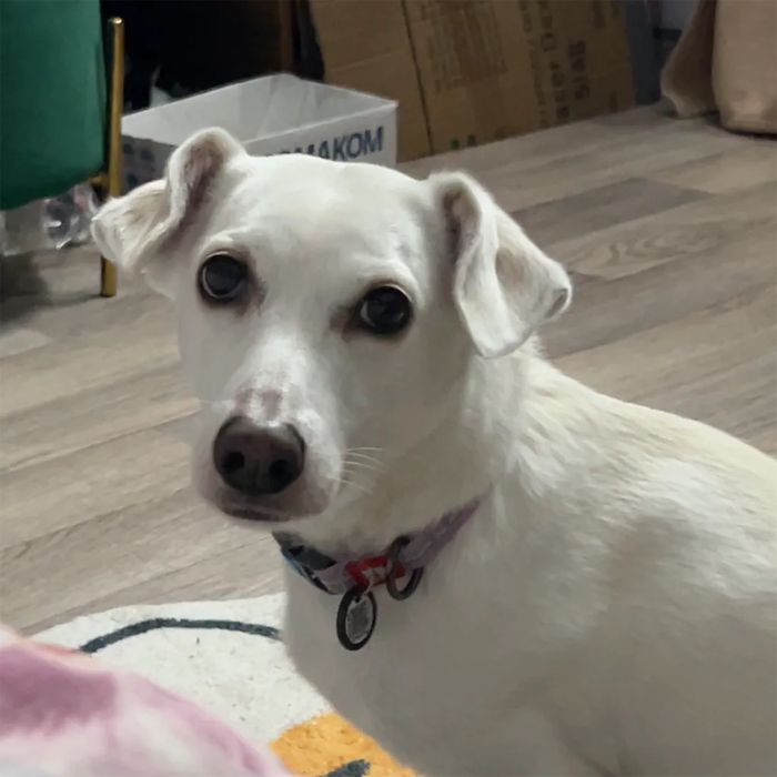 Собачка на перетримку тимчасово