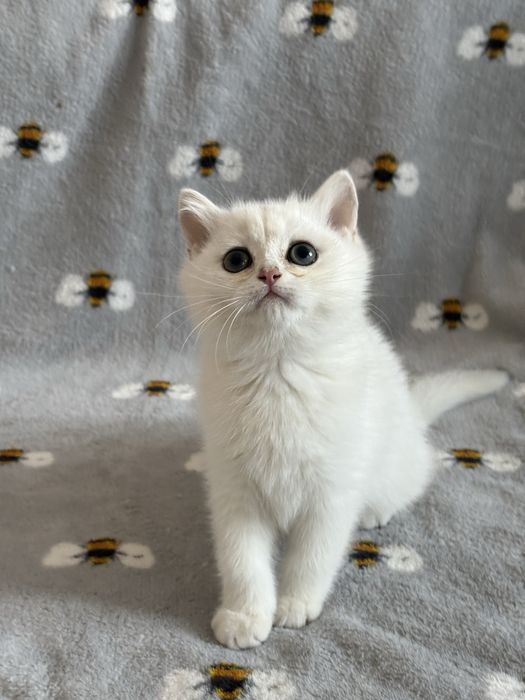 Chłopczyk brytyjski