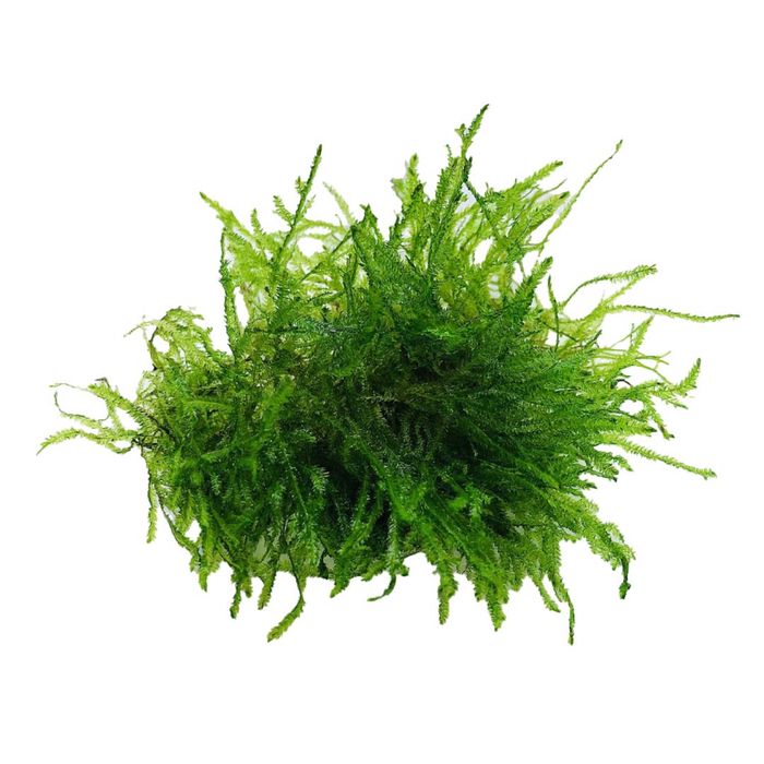 Java moss - mech jawajski do akwarium