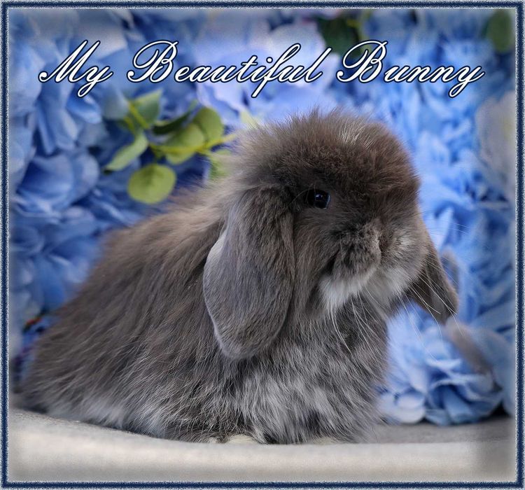 Młody Króliczek 100% Mini Lop - Blue Otter