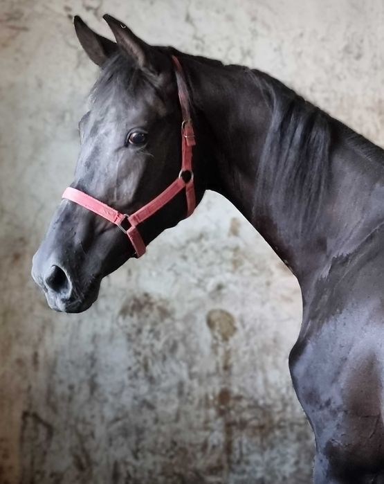 Kary ogier na sprzedaż.