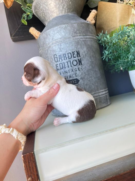 Chihuahua.Menino . Olhos azuis.Perfeito!