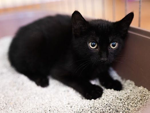 Kotki koty kociaki  do adopcji