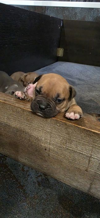 American Bully standard