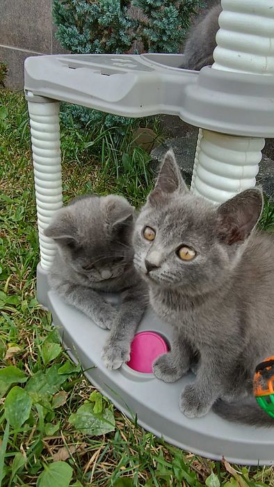 Шотландські кошенята