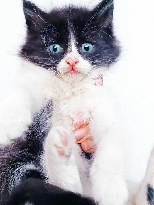 Котята кошечки котики бесплатно