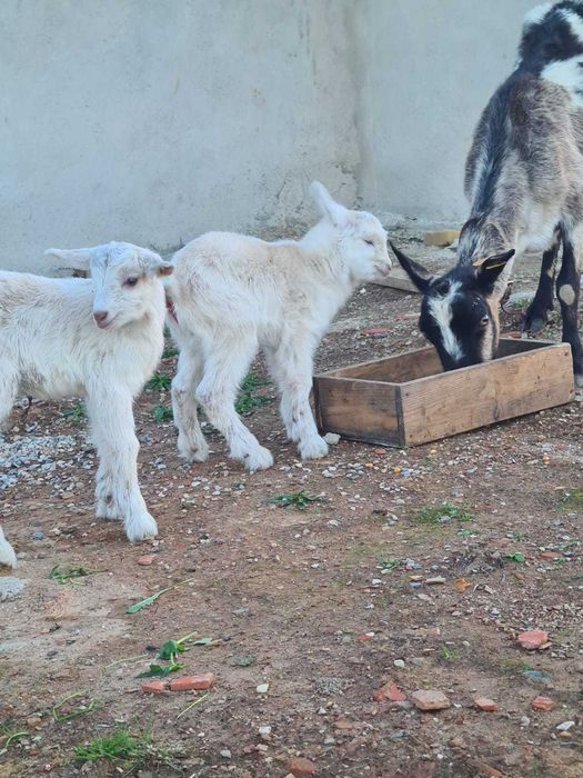 Caravanas para alugar e terreno disponível - Serra Algarvia