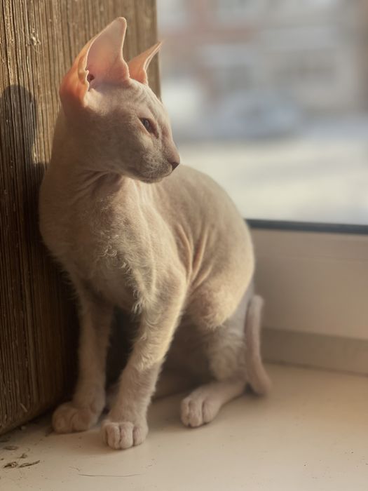 Донський  сфінкс біла дівчинка