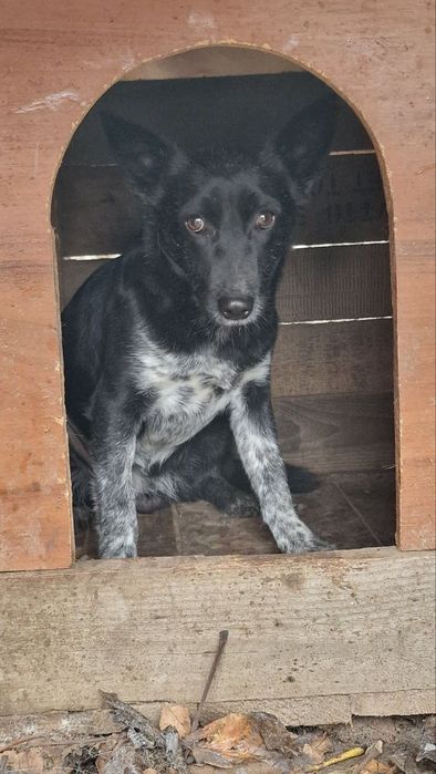 2 дівчинки 9 міс, стерилізовані, привиті двічі