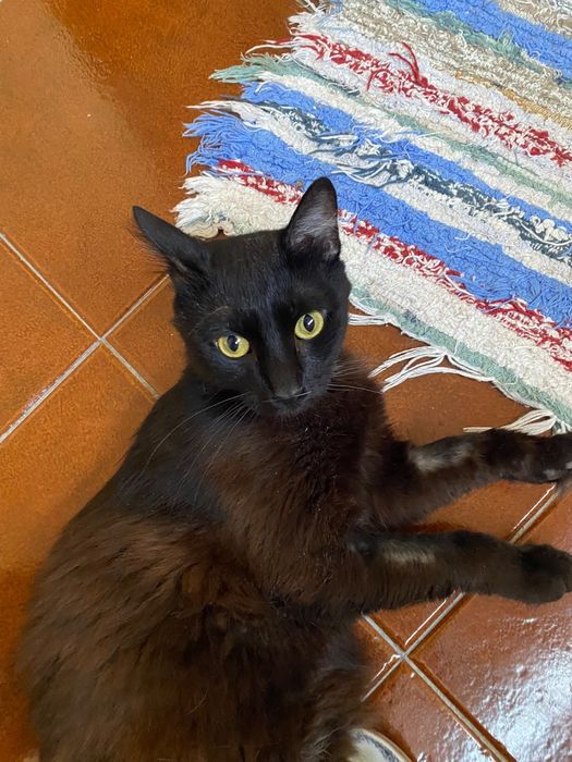 Gatinho para adoção