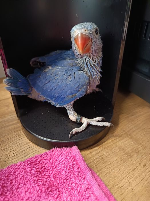 Papuga ręcznie karmiona, oswojona. Młoda z maja 2025r.