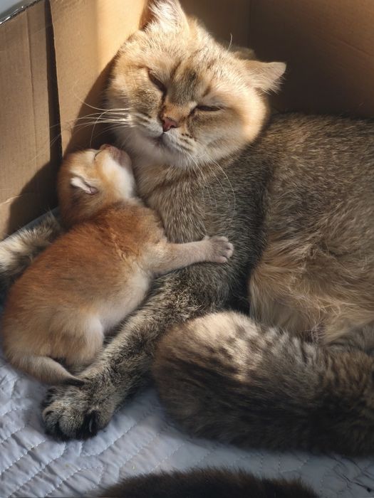 Шотландские котята