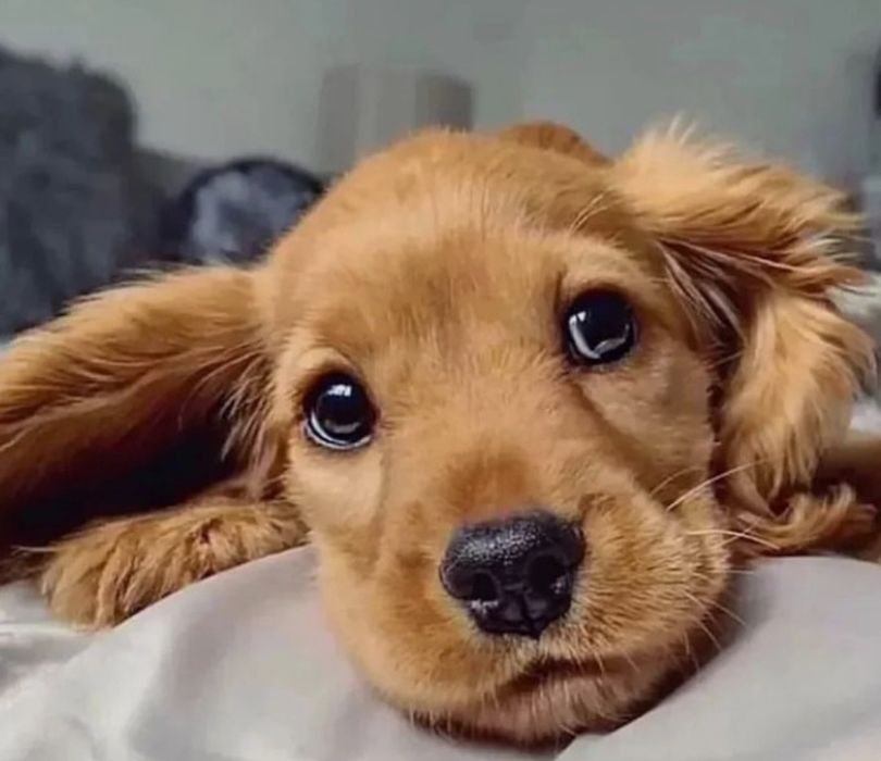 Є хлопчики і дівчатка чистокровні здорові активні грайливі та красиві