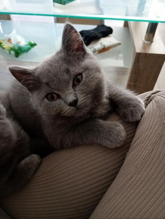 Kocurek brytyjski niebieski