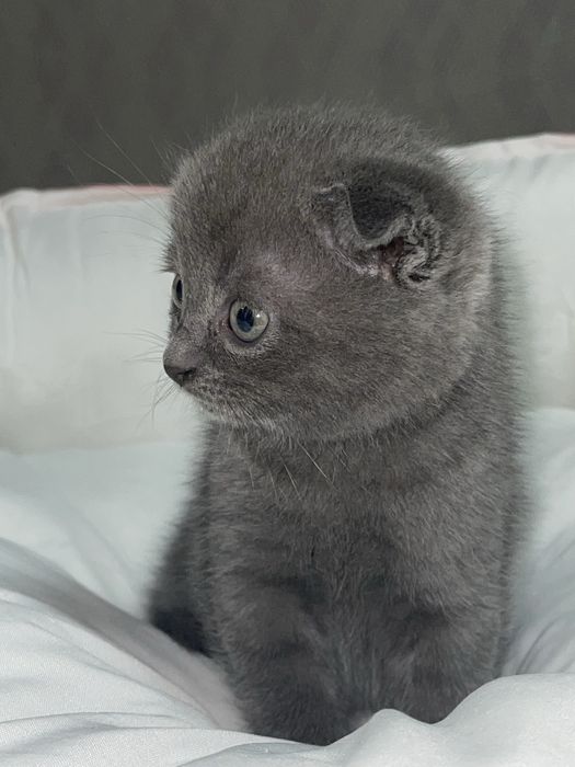 Шотландский котик мальчик