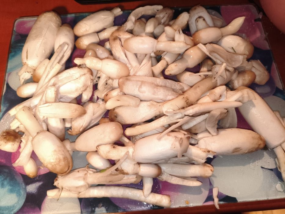 Czernidłak Kopyłkowaty