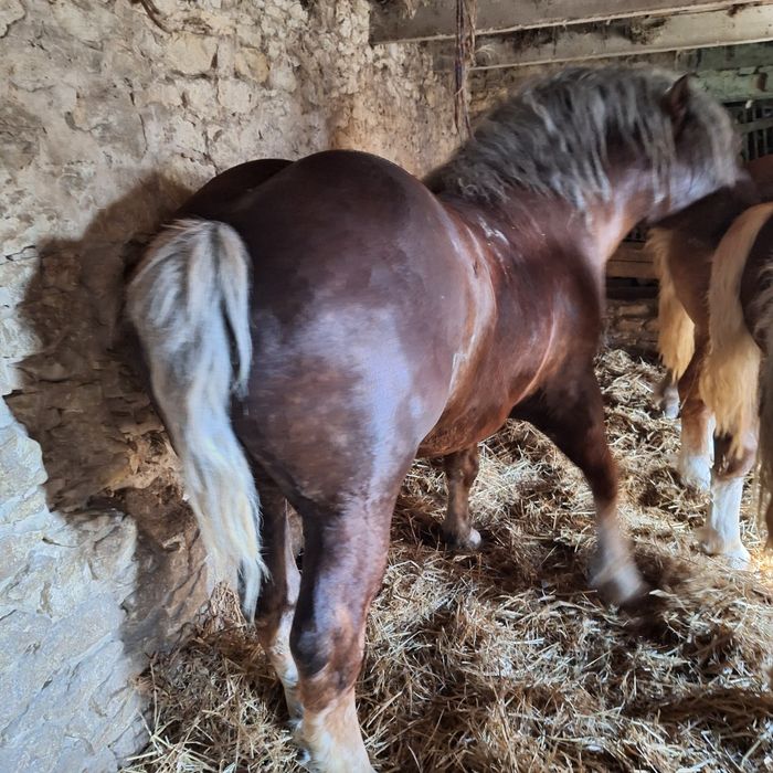 Sprzedam konie źrebaki kasztany Pilne .