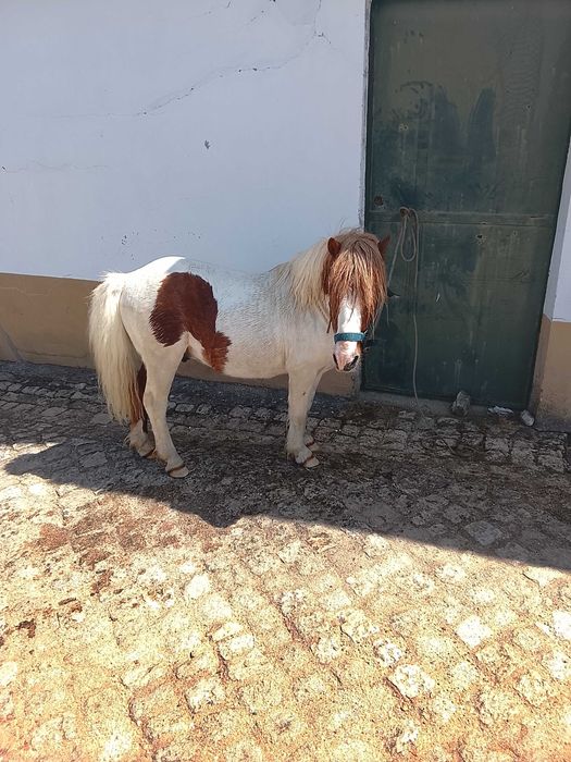 Pônei muito manso