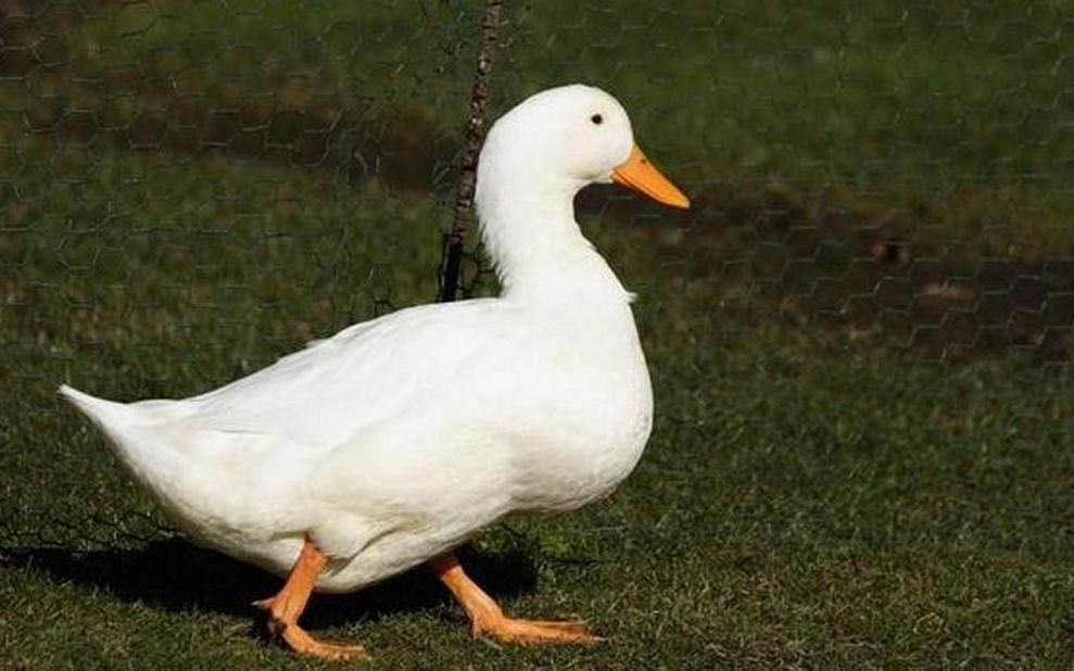 Sprzedam tusze kaczki Pekin