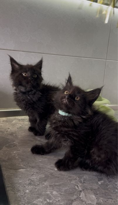 Чорні хлопці мейнкун