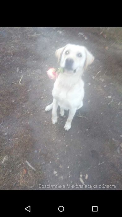 Кабели на вязку 2 пса