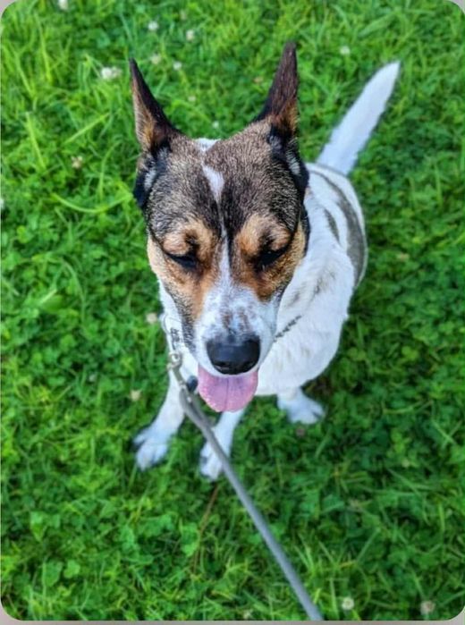 Caozinho para adopção responsável