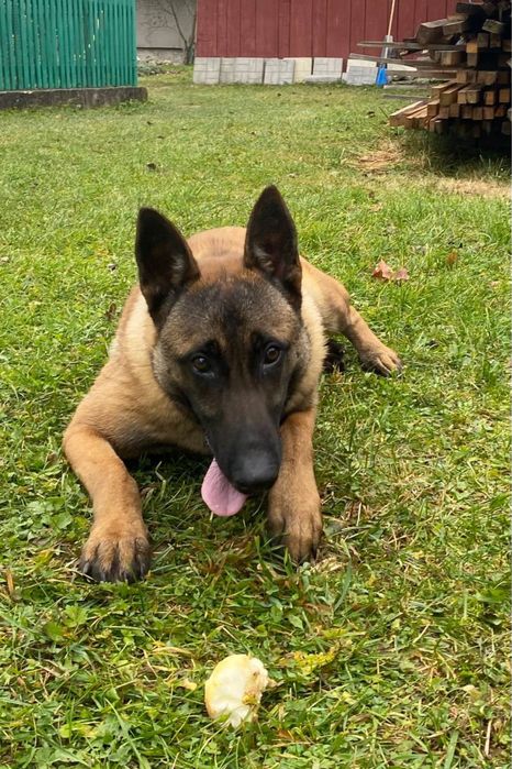 Бельгійська Вівчарка Малінуа пропонуйте ціну