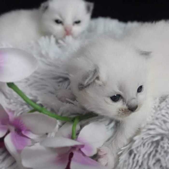 Kot Ragdoll, zapowiedź miotu wiosnę 2026 FPL,FIFE