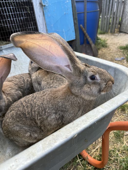 Продам Бельгійський Велетень