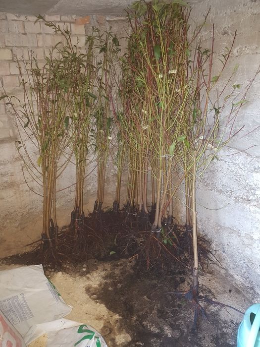 Саджанці персика і абрикоса