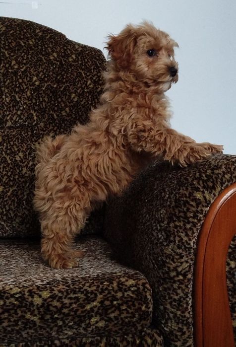 Мальтипу F1 Карамельний Хлопець