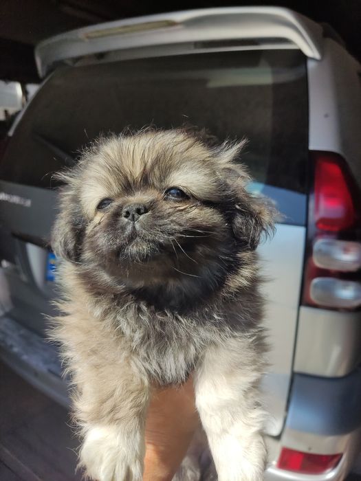 Продам цуценят королівського пекінеса