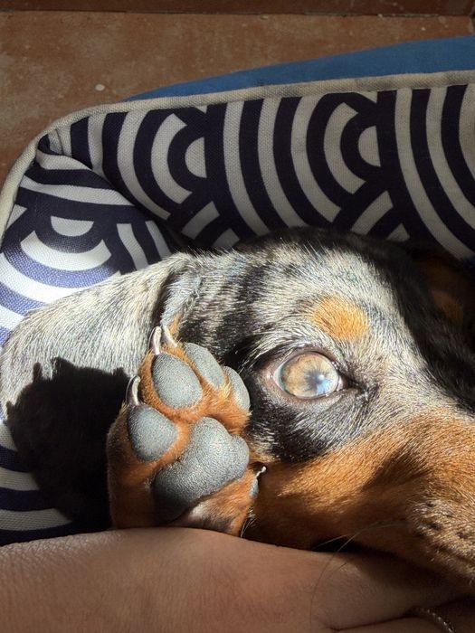 Dachshund Teckel