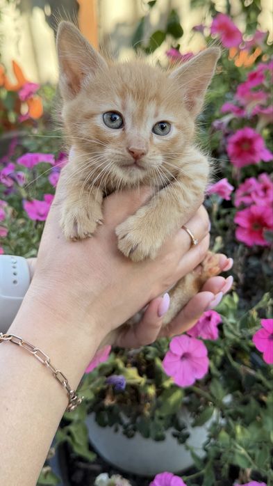 Кошенята (безкоштовно)