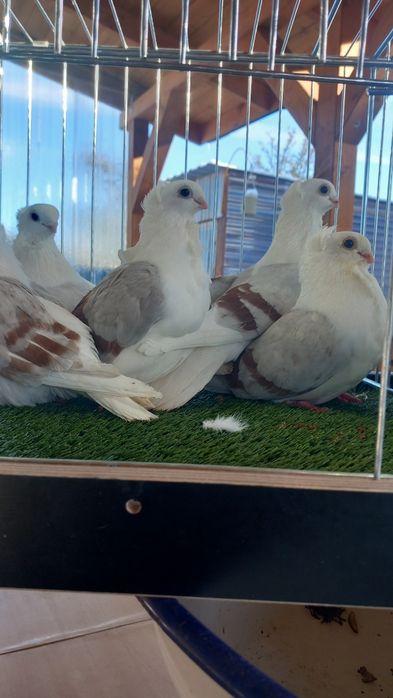 Gołębie Mewki 2025r.