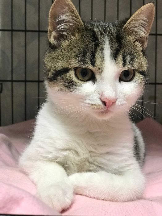 віддам котика у добрі руки