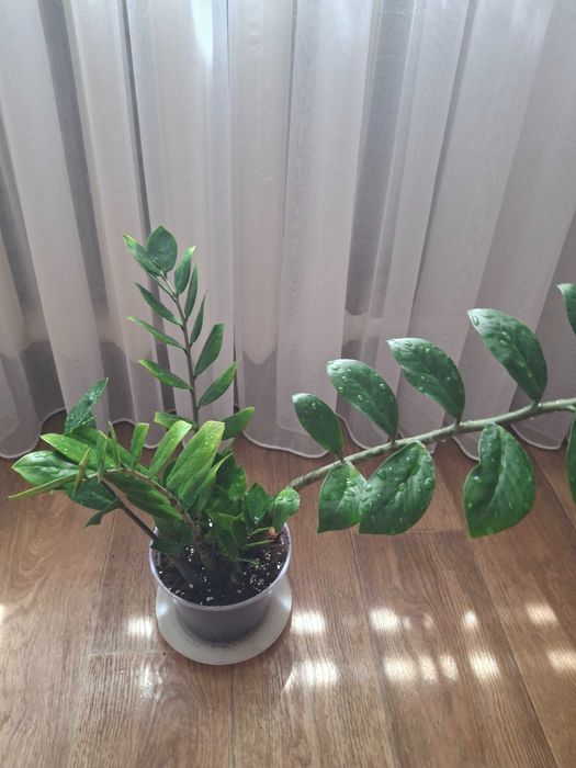 Замеокулькас зензі