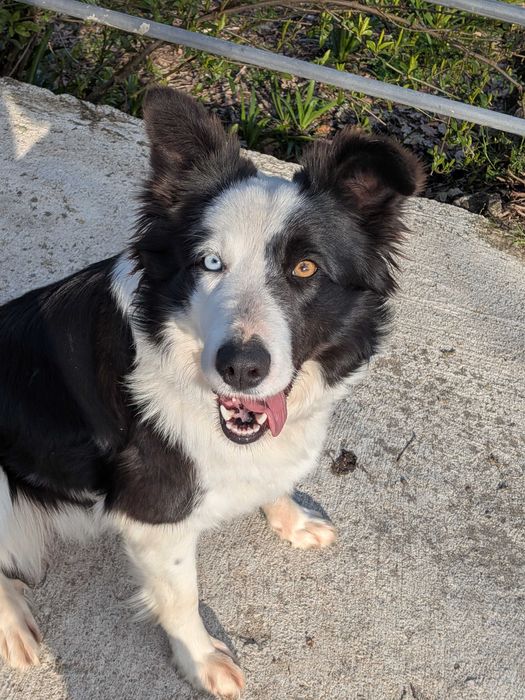 Border Collie Merle Fêmea