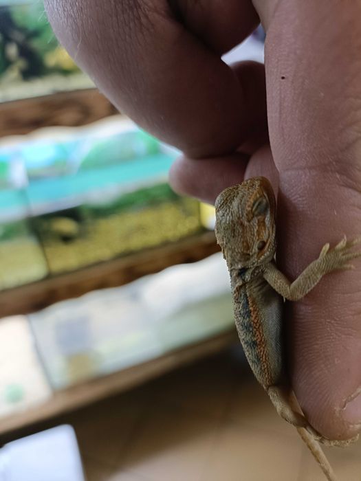 Młode agamy brodate