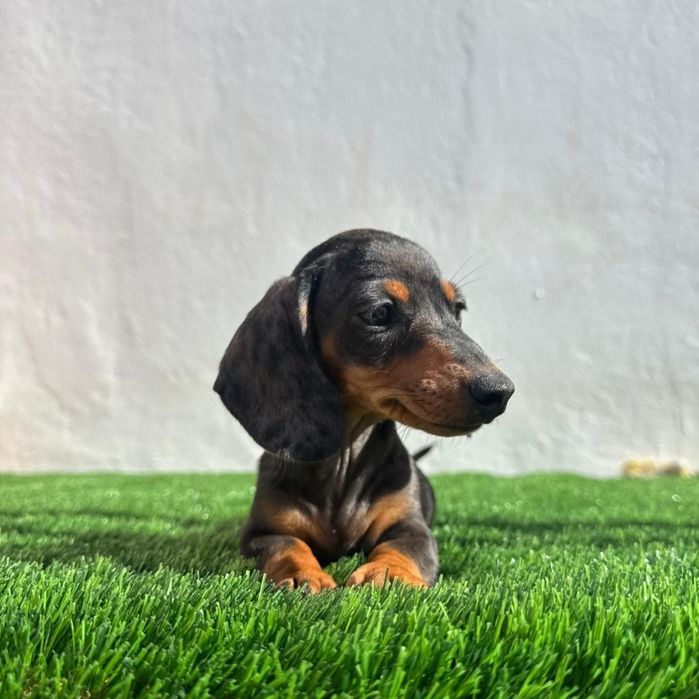 Daschund Kaninchen Arlequim Blue o mais pequeno de todos os Teckel