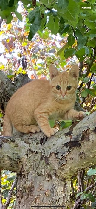 Oddam kotki do adopcji .