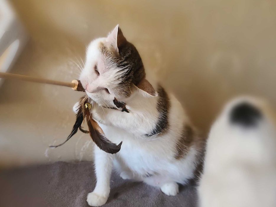 Лагідна зеленоока кішечка Інга (1,5  роки). Стерилізована. Кошка